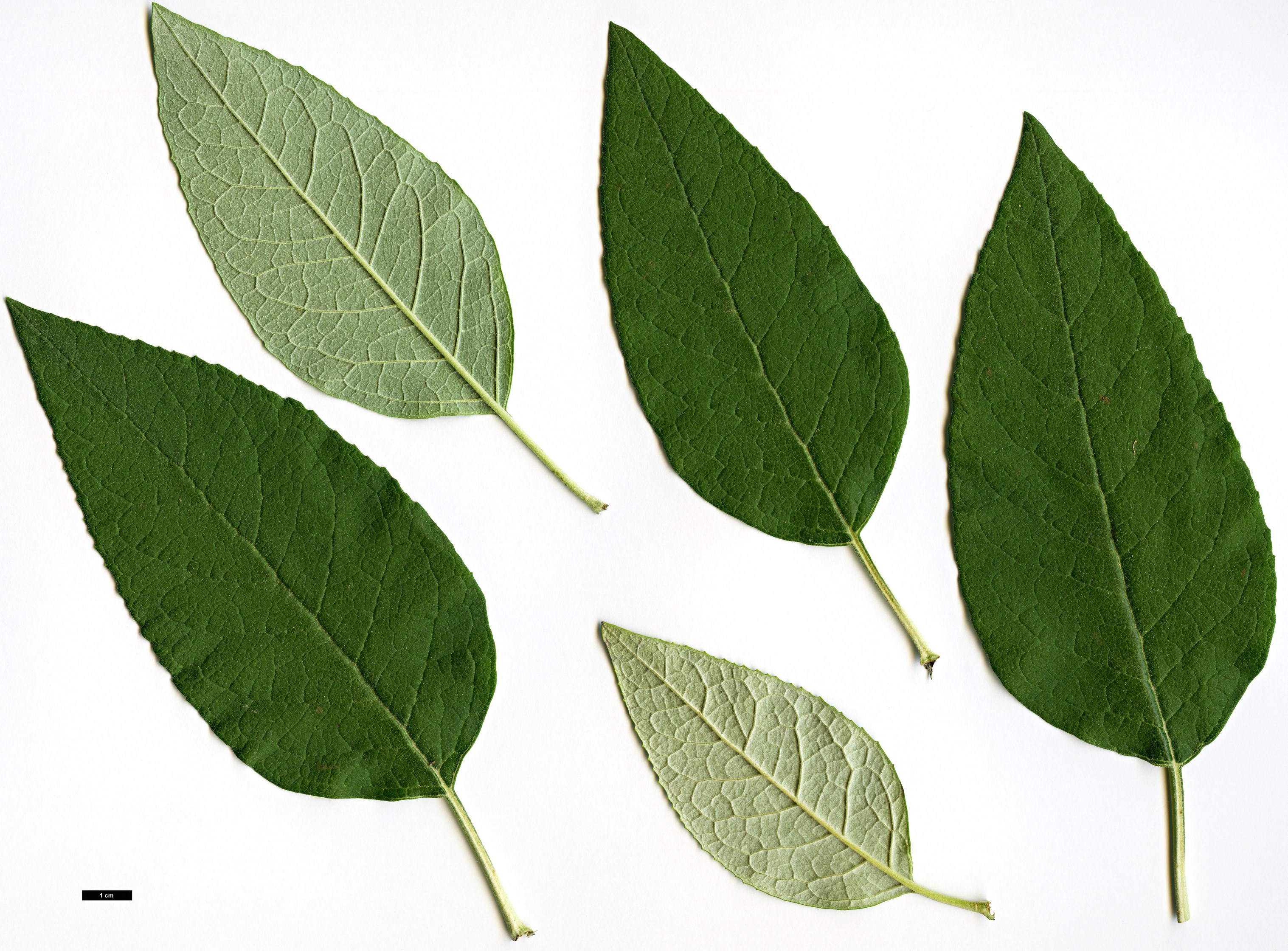 High resolution image: Family: Scrophulariaceae - Genus: Buddleja - Taxon: cordata - SpeciesSub: subsp. tomentella-parvifolia